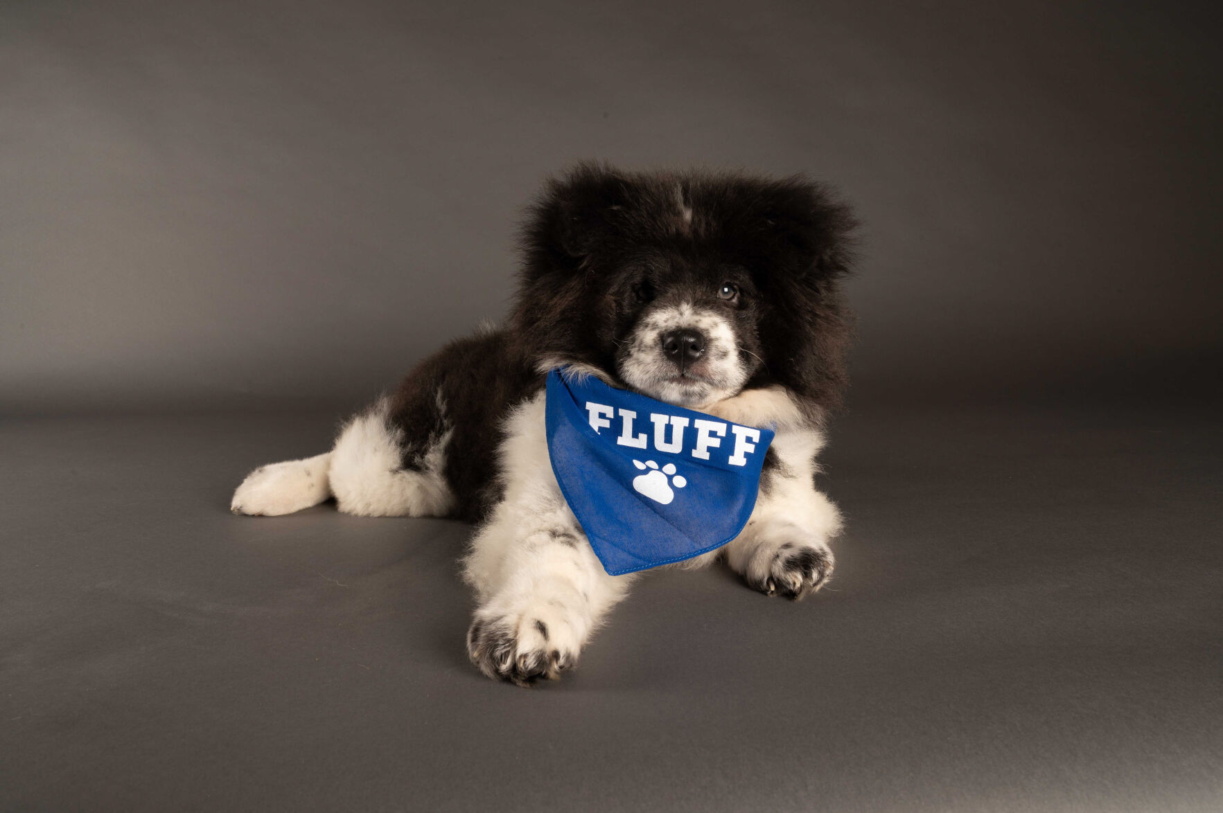 PUPPY BOWL XVII